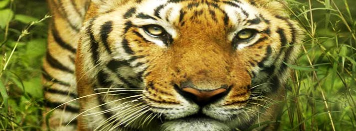 716/Taj Baghvan - Pench National Park 13.jpg